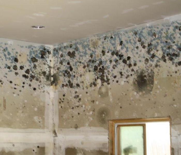 Mold in the wall
